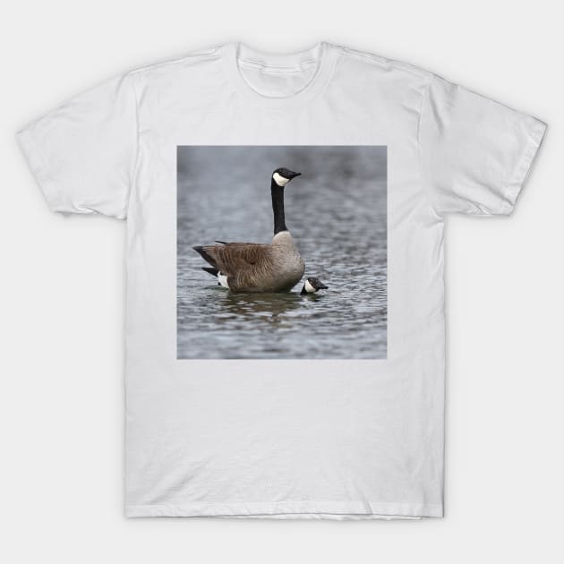 Mating Canada Geese T-Shirt by Jim Cumming